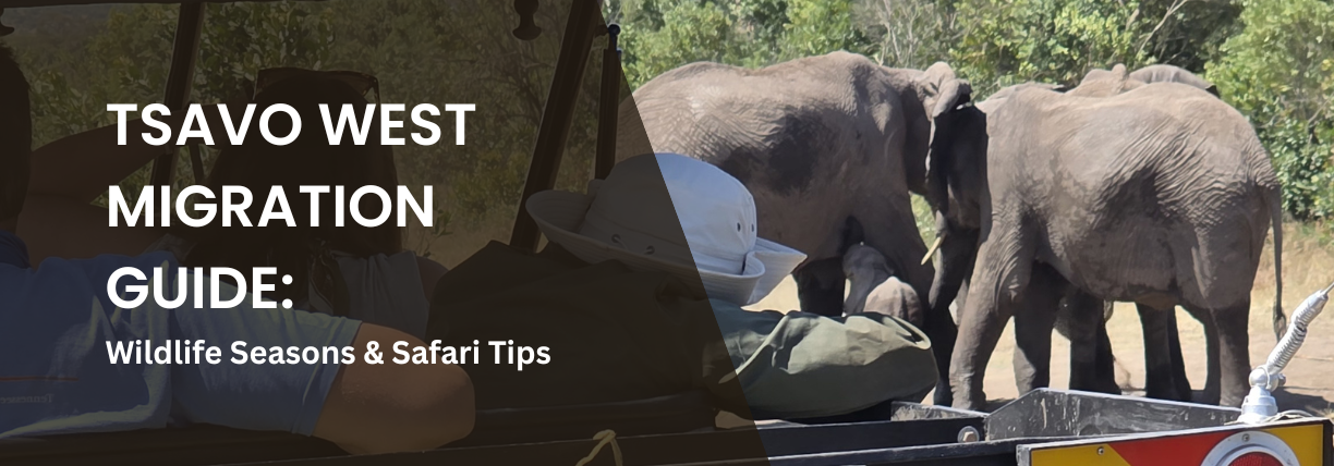 Promotional travel banner for Tsavo West National Park safari costs and travel information. The image shows the rear of an open safari vehicle with tourists observing a herd of elephants in a wooded savanna. A dark transparent overlay covers the left side, displaying the white text: “TSAVO WEST NATIONAL PARK SAFARI COST: Prices & Travel Guide.”