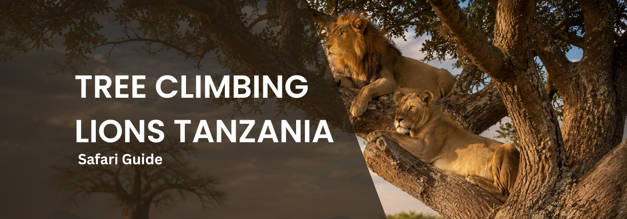 Male and female lions resting on the branches of a large tree in Tanzania, with the overlaid title ‘Tree Climbing Lions Tanzania Safari Guide.