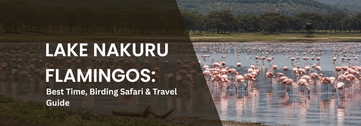 A large flock of pink flamingos standing in the shallow waters of Lake Nakuru, with green acacia trees and Rift Valley hills in the background.